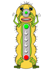 itchy insect short vowel i